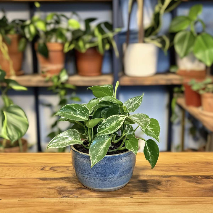 Philodendron 'Cobra' - Hangplant