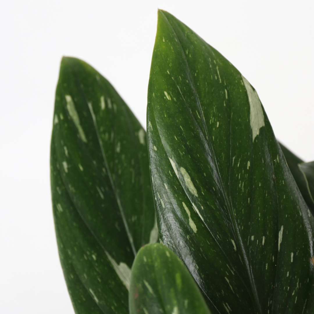 Philodendron 'Cobra' - Hangplant