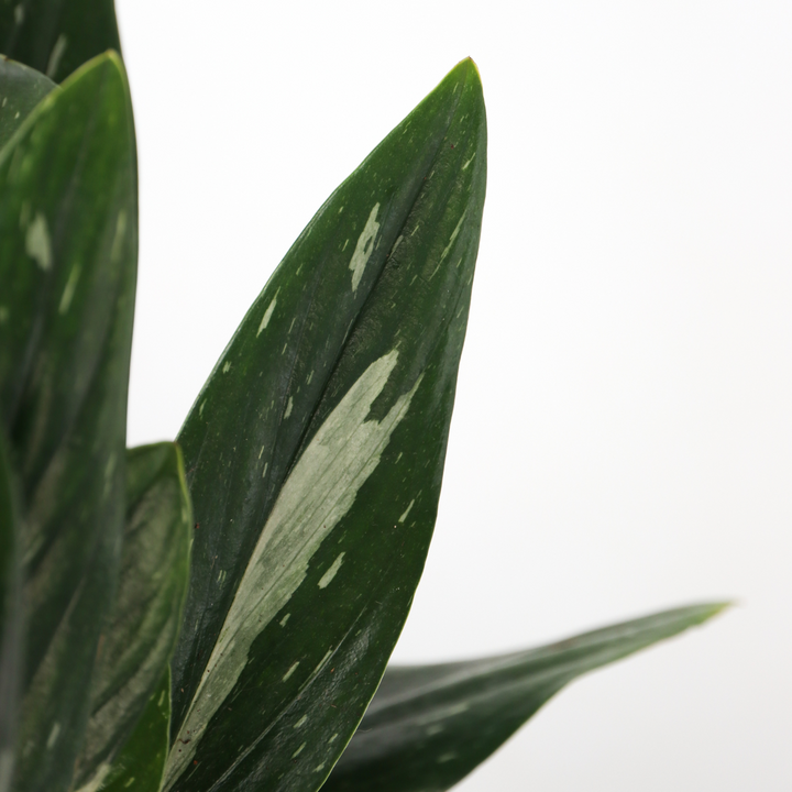 Philodendron 'Cobra' - Hangplant