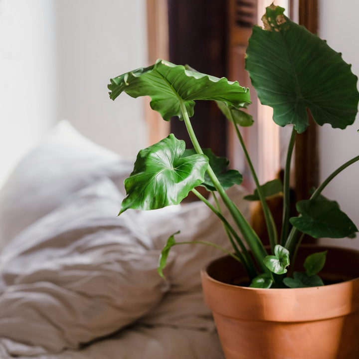 Alocasia 'Portodora' - Olifantsoor