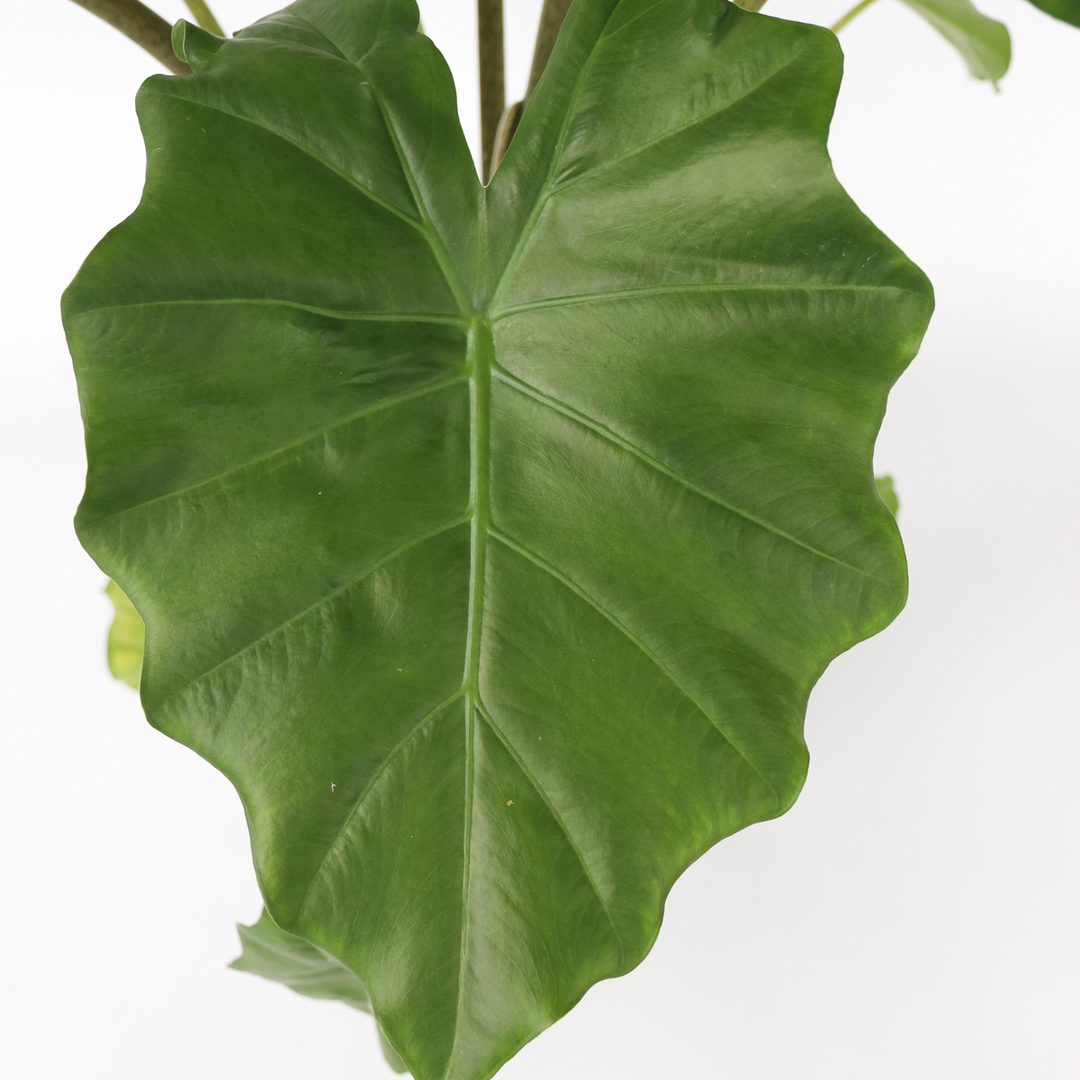 Alocasia 'Portodora' - Olifantsoor