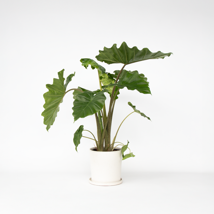 Alocasia 'Portodora' - Olifantsoor