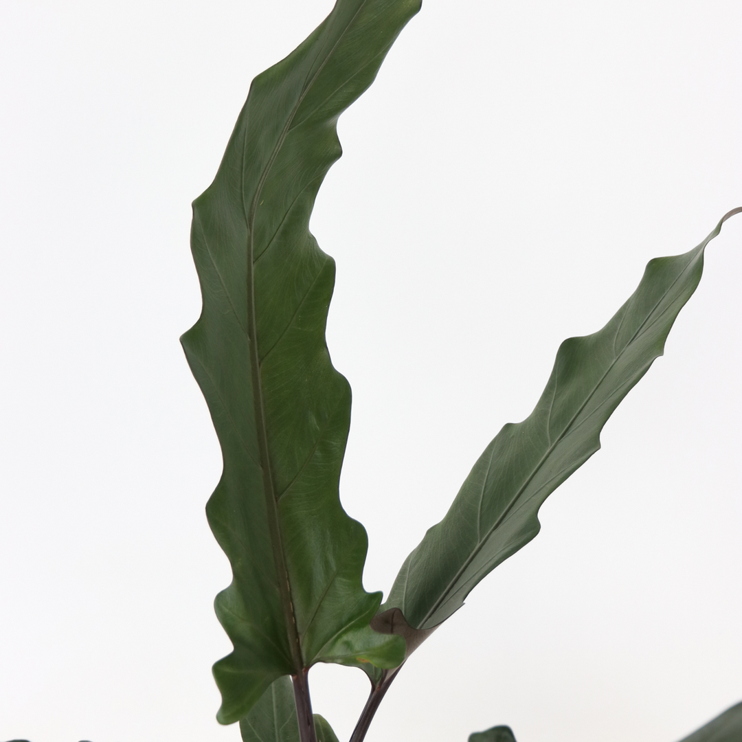 Alocasia 'Lauterbachiana' - Olifantsoor