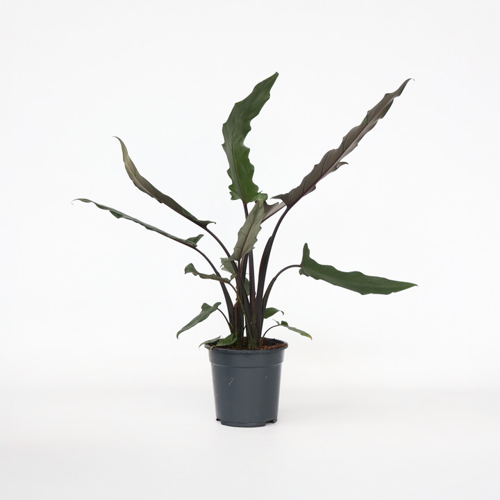 Alocasia 'Lauterbachiana' - Olifantsoor