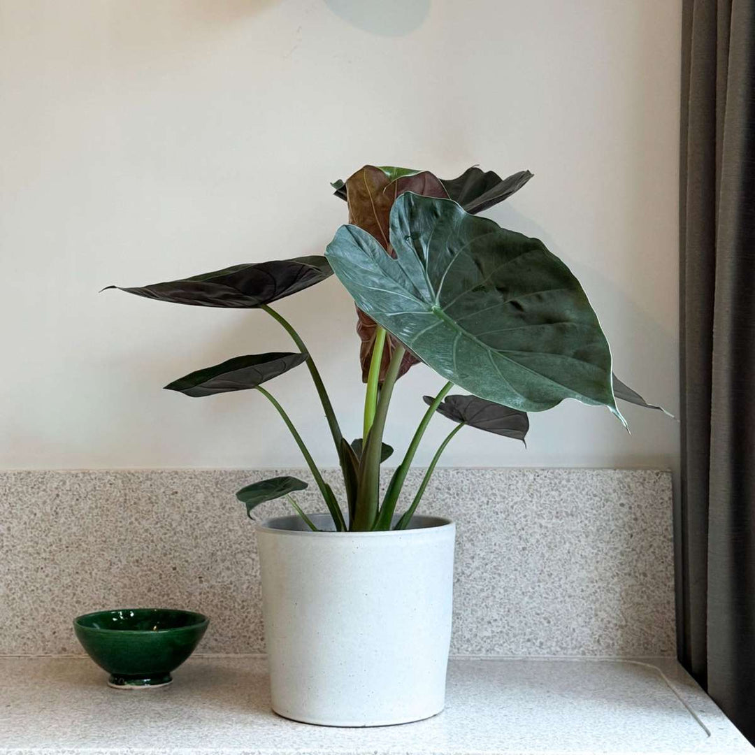 Alocasia 'Wentii' - Sloní ucho