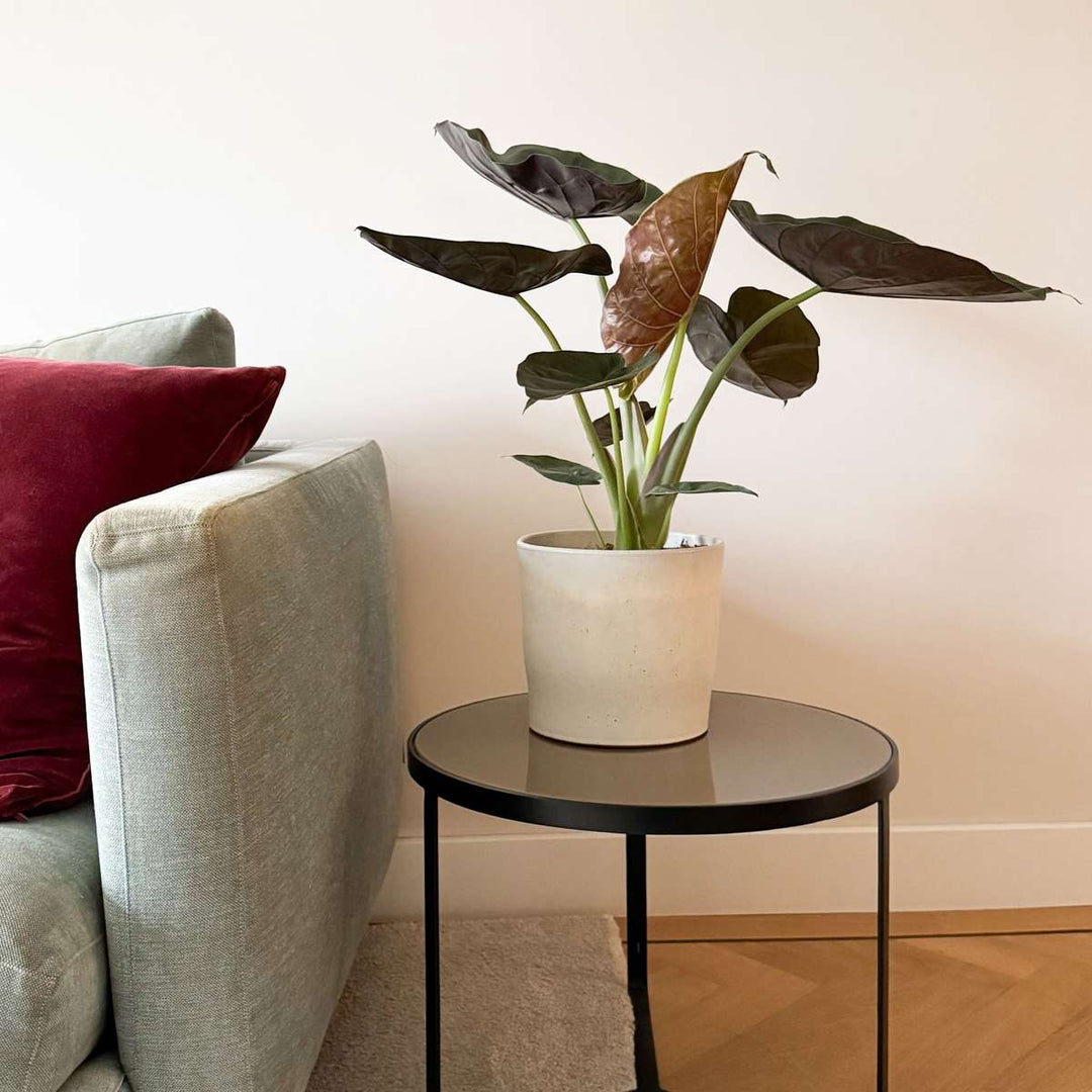 Alocasia 'Wentii' - Sloní ucho