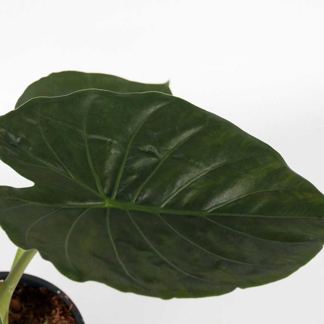 Alocasia 'Wentii' - Olifantsoor