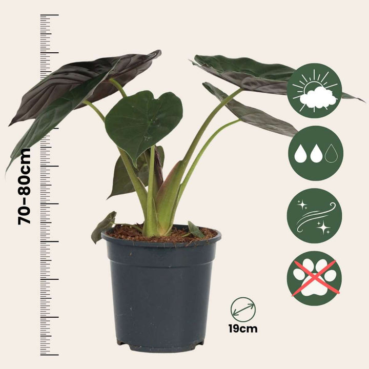 Alocasia 'Wentii' - Sloní ucho