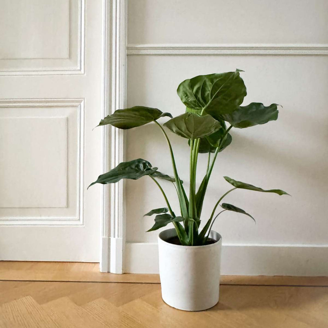 Alocasia 'Cucullata' - Olifantsoor