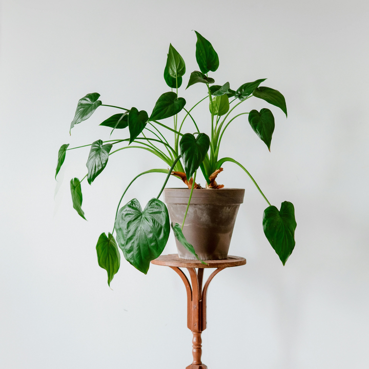 Alocasia 'Cucullata' - Olifantsoor