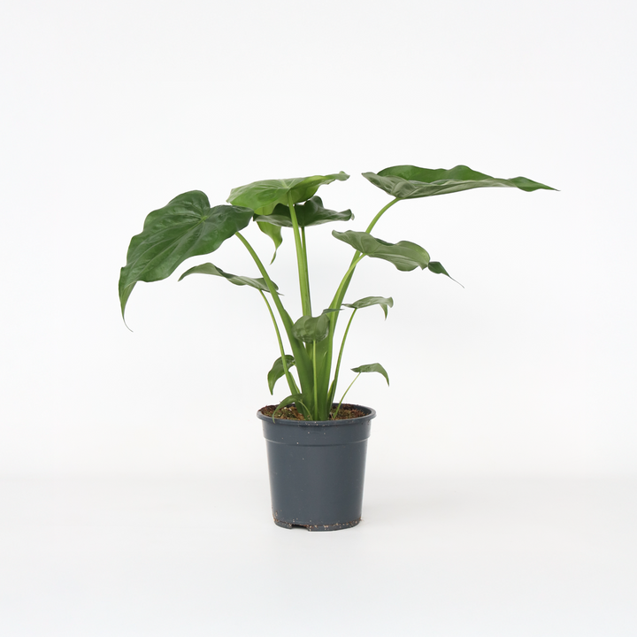 Alocasia 'Cucullata' - Olifantsoor