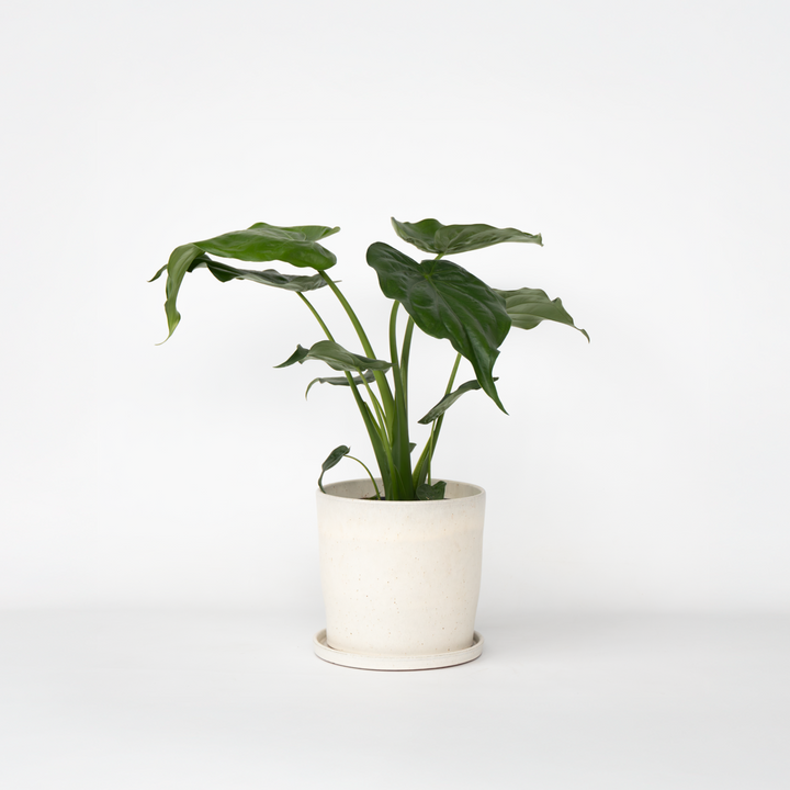 Alocasia 'Cucullata' - Olifantsoor