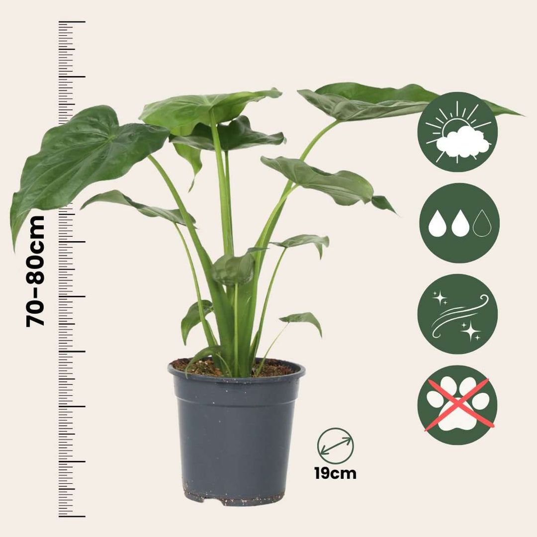 Alocasia 'Cucullata' - Olifantsoor