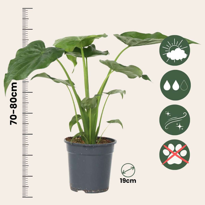 Alocasia 'Cucullata' - Olifantsoor