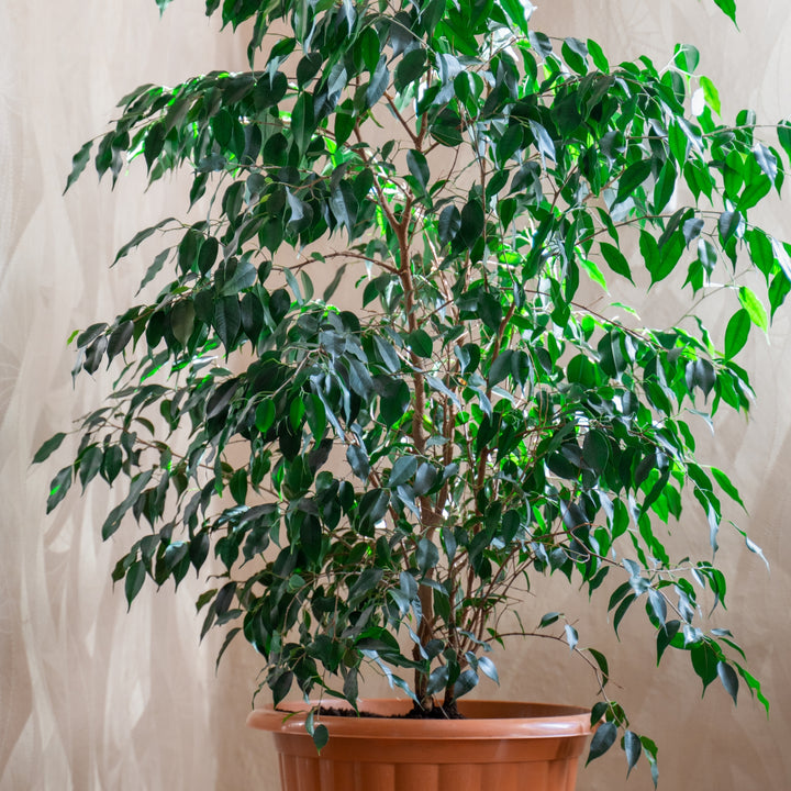 Ficus benjamina 'Danielle' - Kamerplant