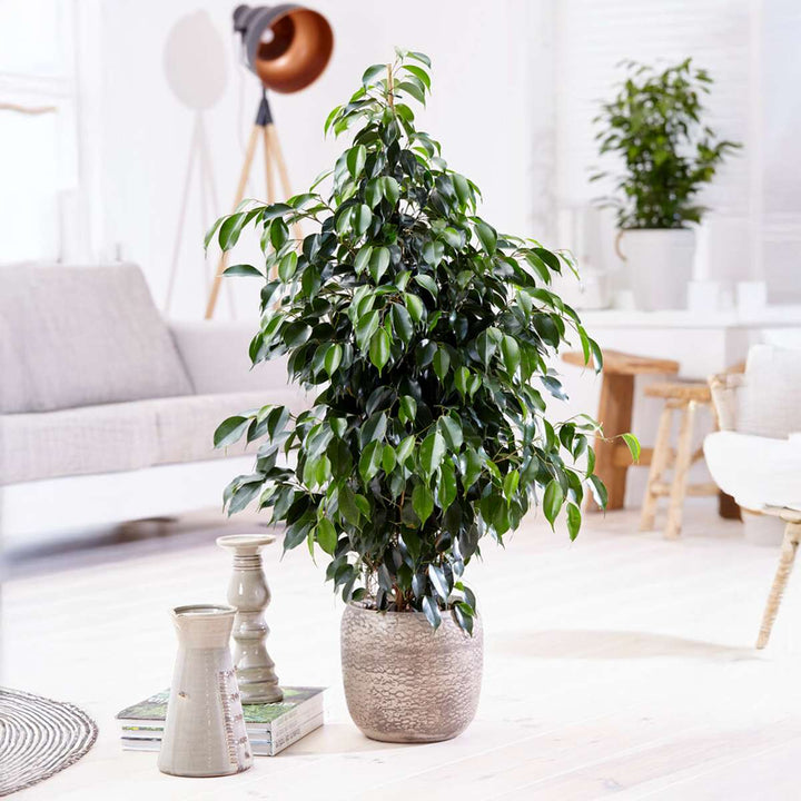 Ficus benjamina 'Danielle' - Kamerplant