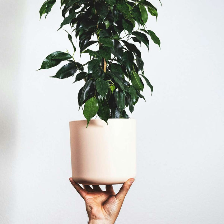 Ficus benjamina 'Danielle' - Kamerplant