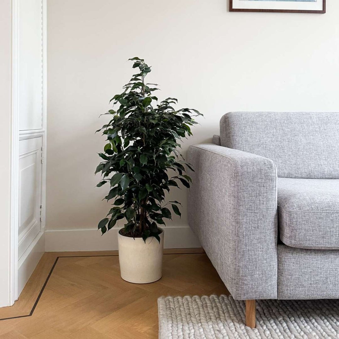 Ficus benjamina 'Danielle'