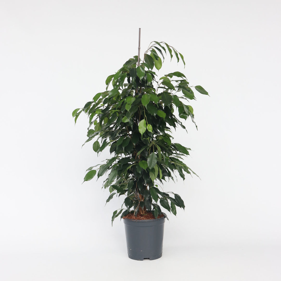 Ficus benjamina 'Danielle' - Kamerplant