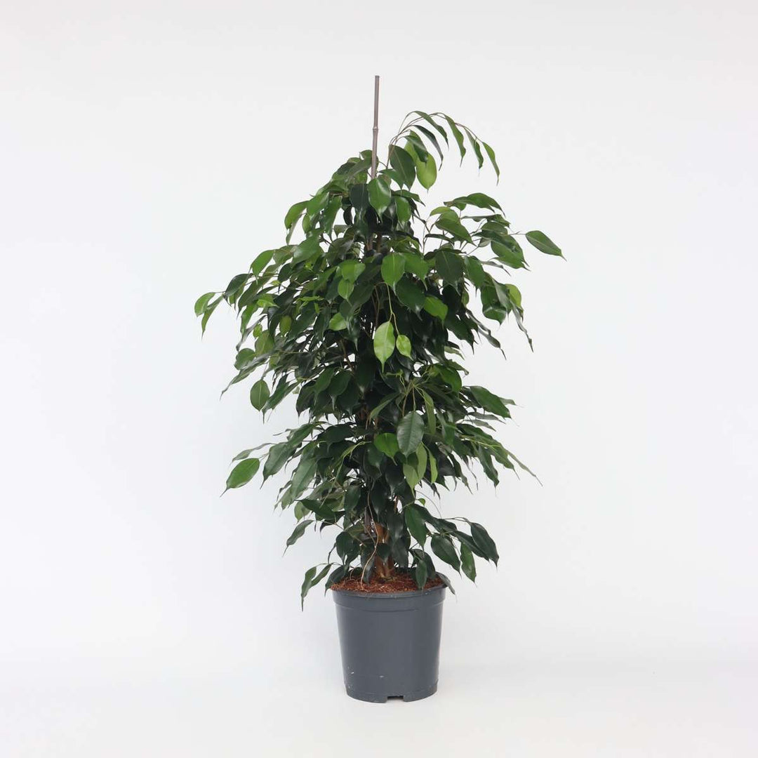 Ficus benjamina 'Danielle' - Kamerplant