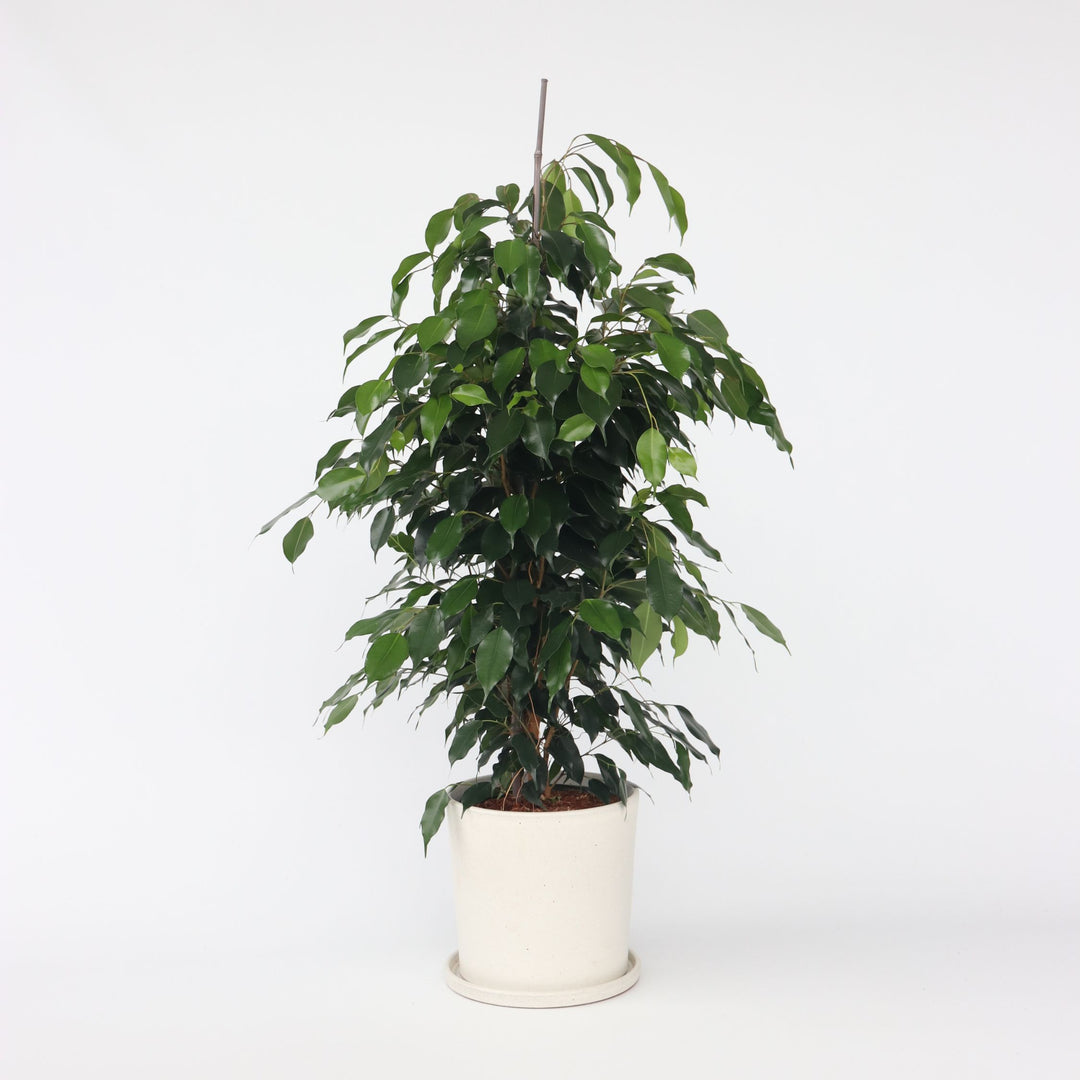 Ficus benjamina 'Danielle' - Kamerplant