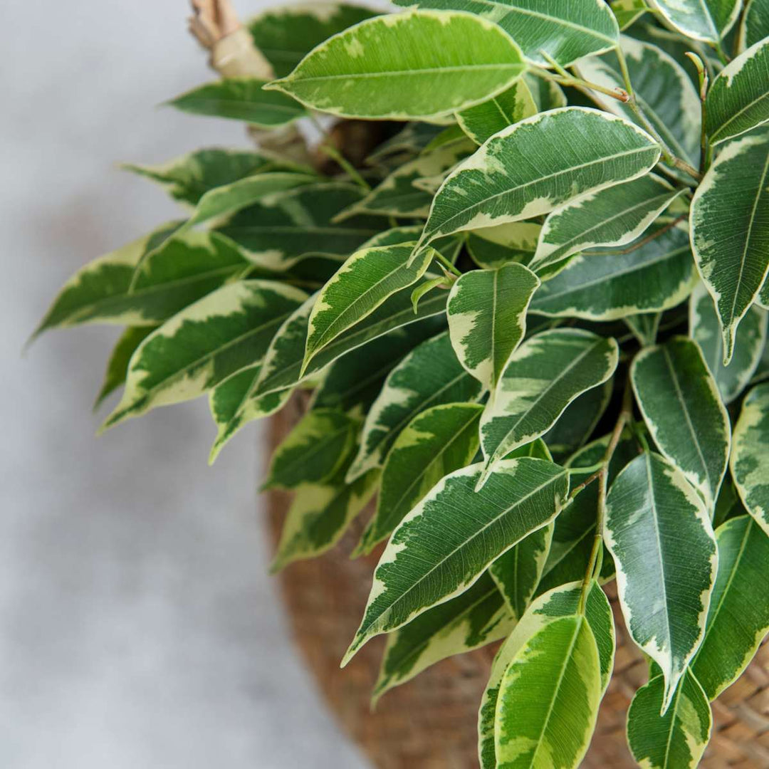 Ficus Benjamina Twilight - Kamerplant