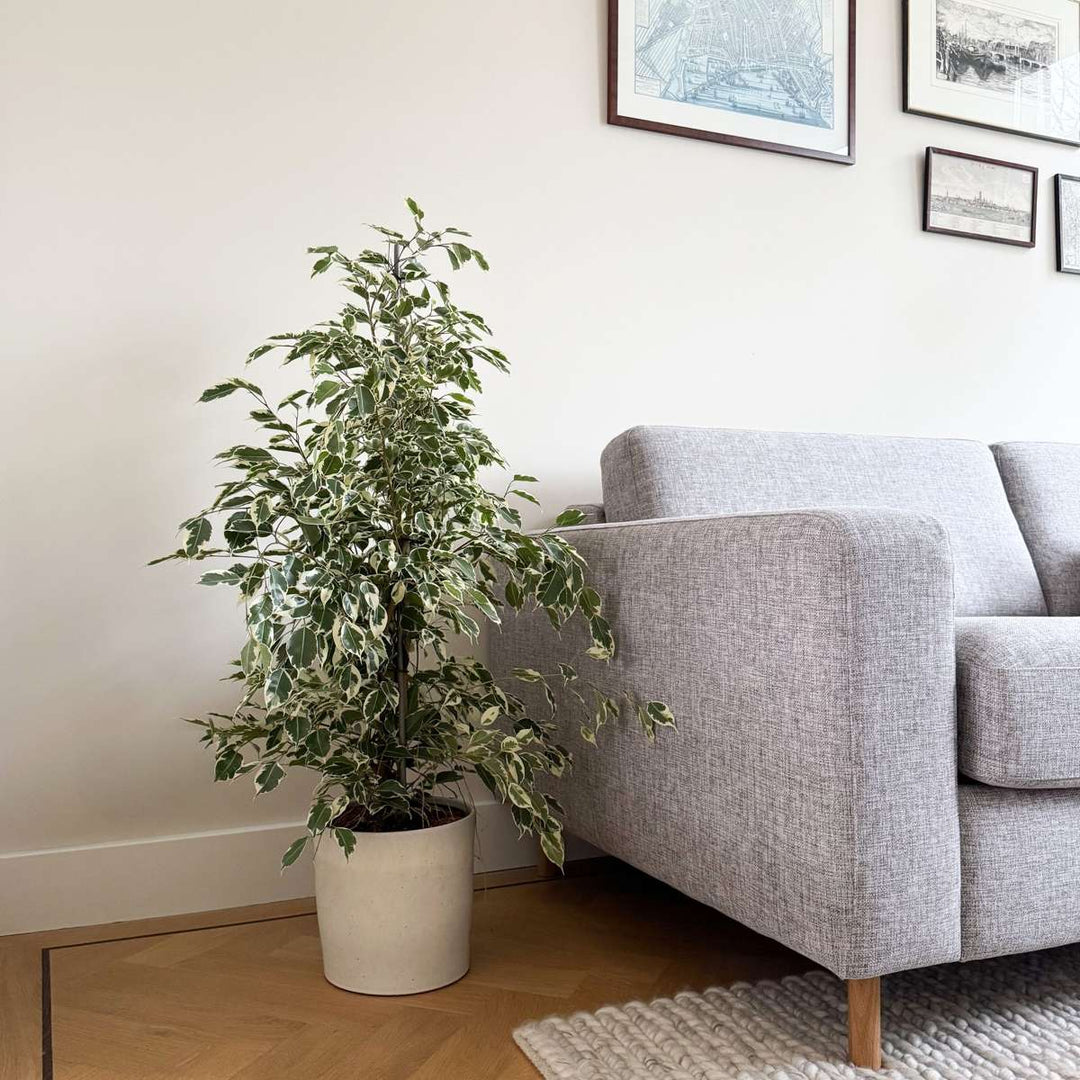 Ficus Benjamina Twilight