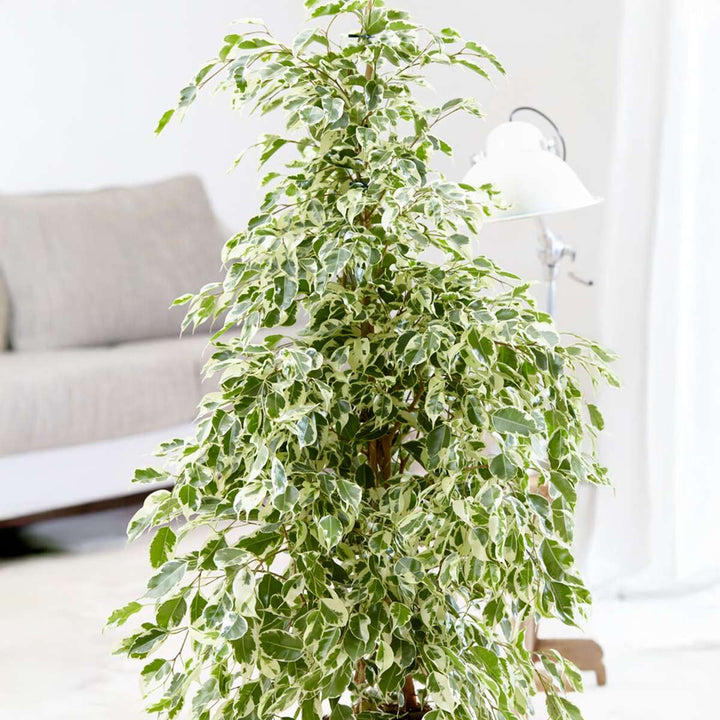 Ficus Benjamina Twilight - Kamerplant