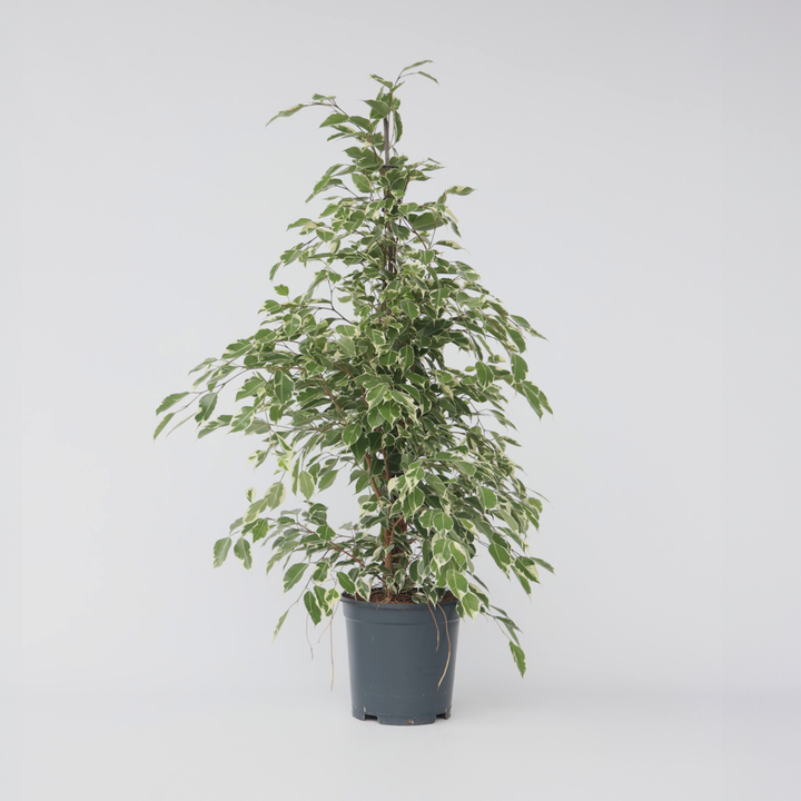 Ficus Benjamina Twilight - Kamerplant