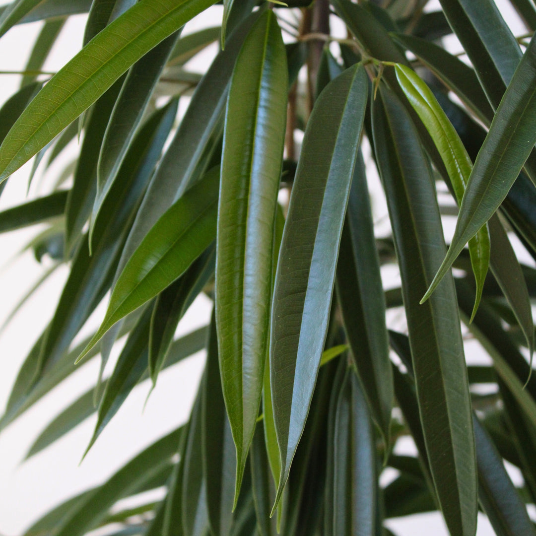 Ficus Binnendijckii Alii - Kamerplant