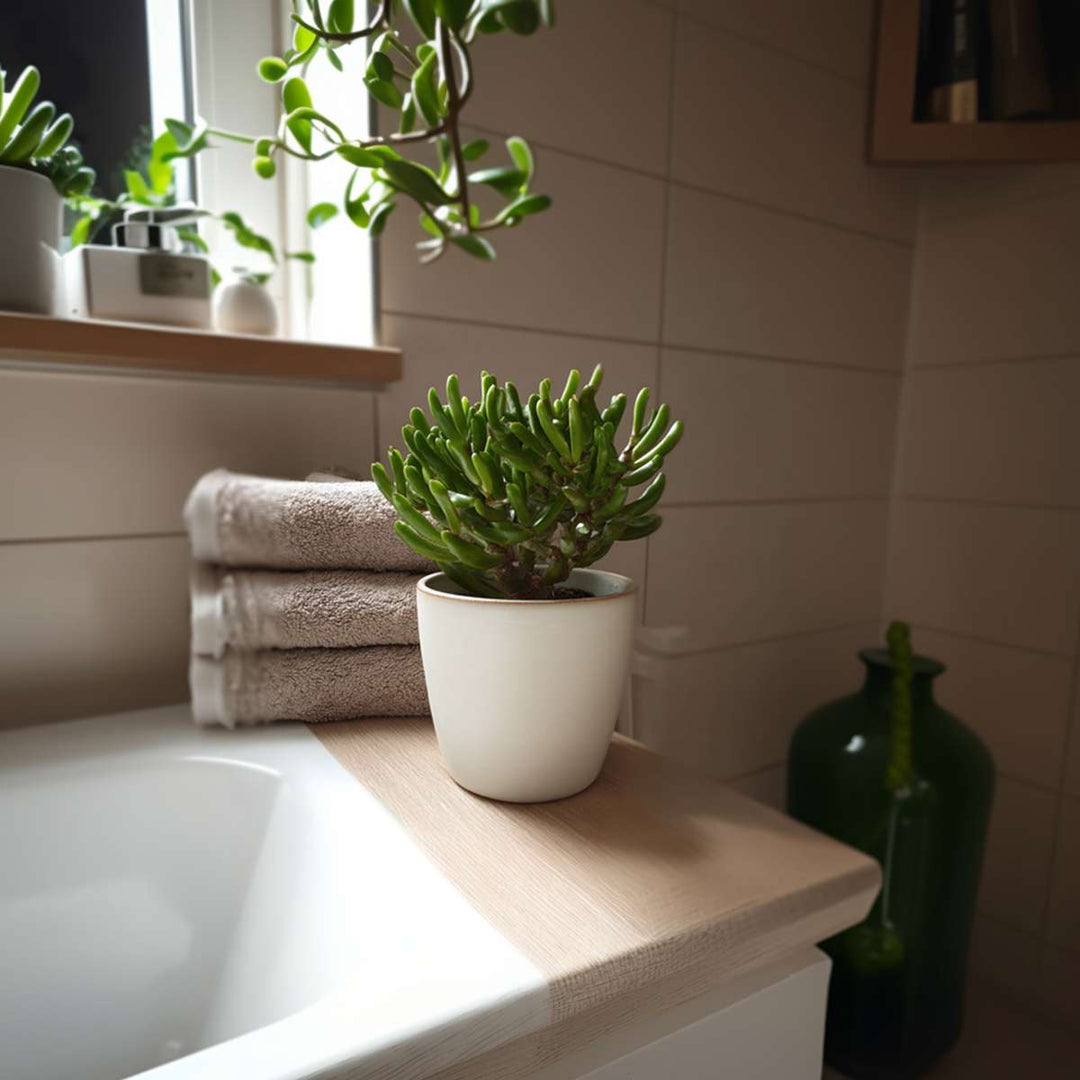 Crassula ovata 'Gollum'