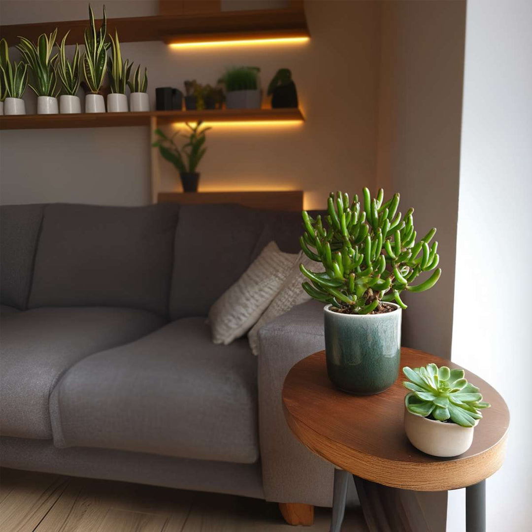 Crassula ovata 'Gollum' - Set van 2