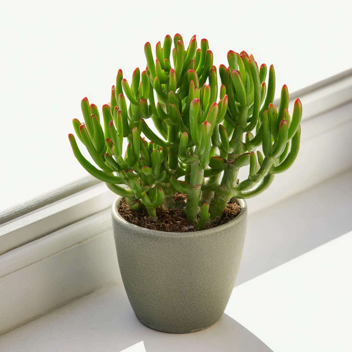 Crassula ovata 'Gollum' - Set van 2
