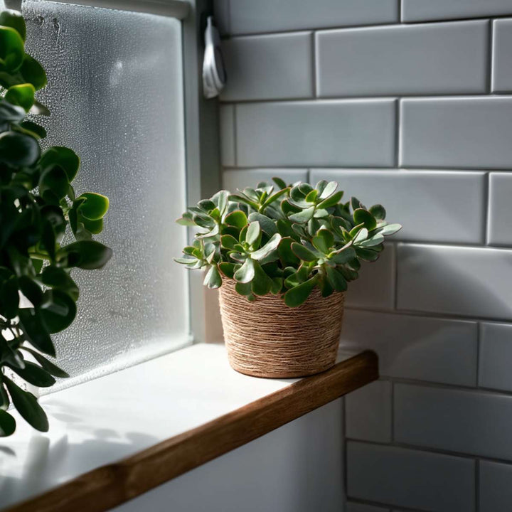 Jadeplant - Crassula arborescens 'Curly'