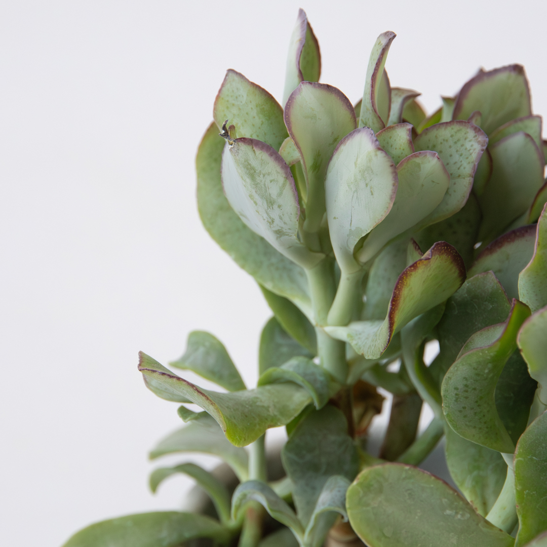 Jadeplant - Crassula arborescens 'Curly' - Set van 2