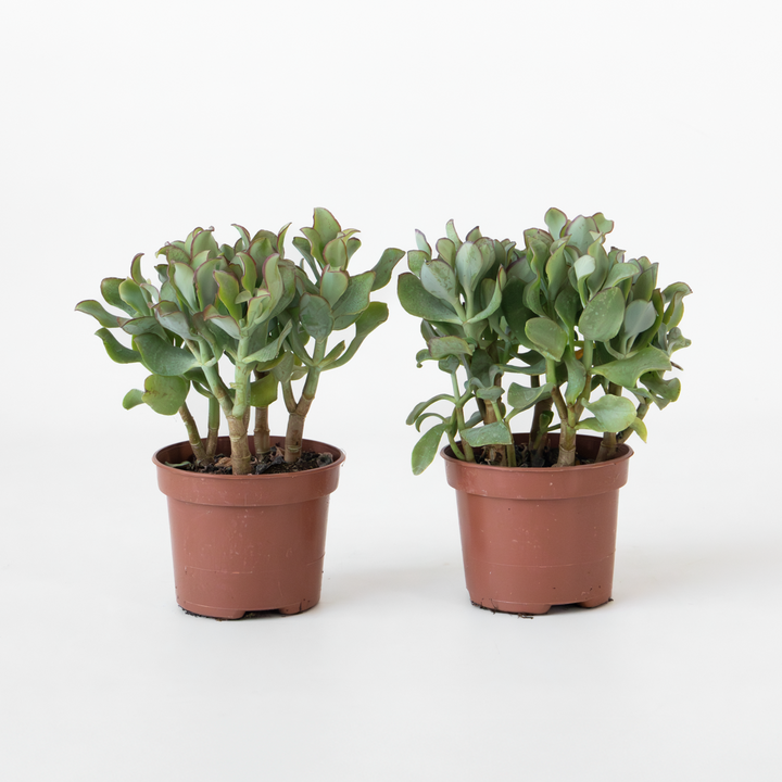 Jadeplant - Crassula arborescens 'Curly' - Set van 2