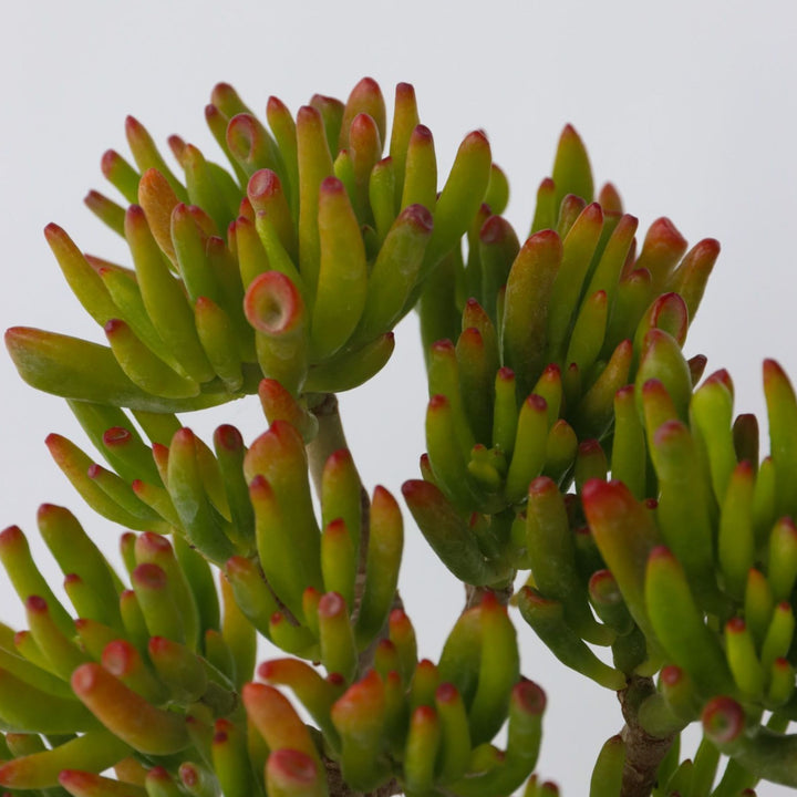 Crassula ovata Hobbit - Vetplant - Kamerplant