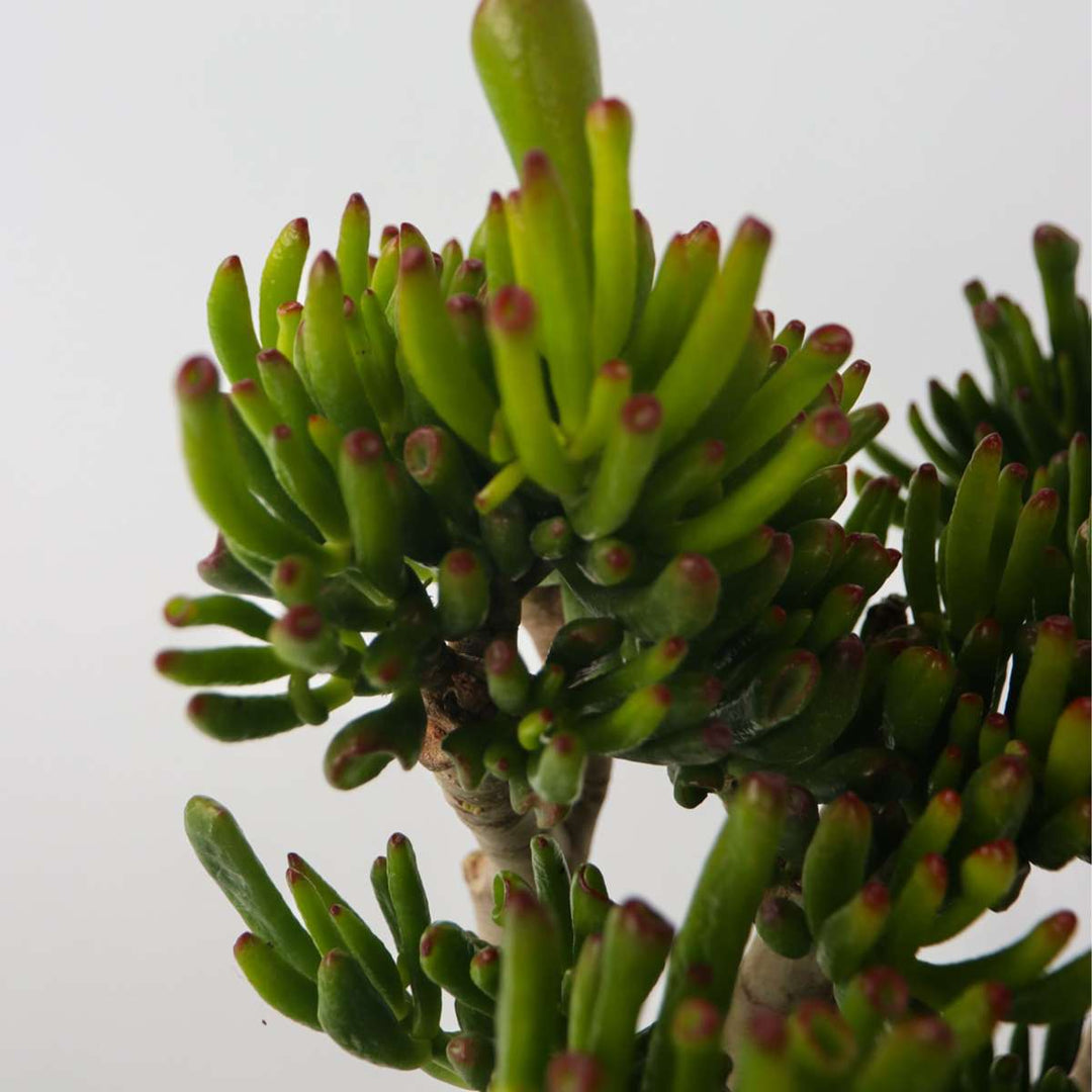 Crassula ovata Hobbit - Vetplant - Kamerplant