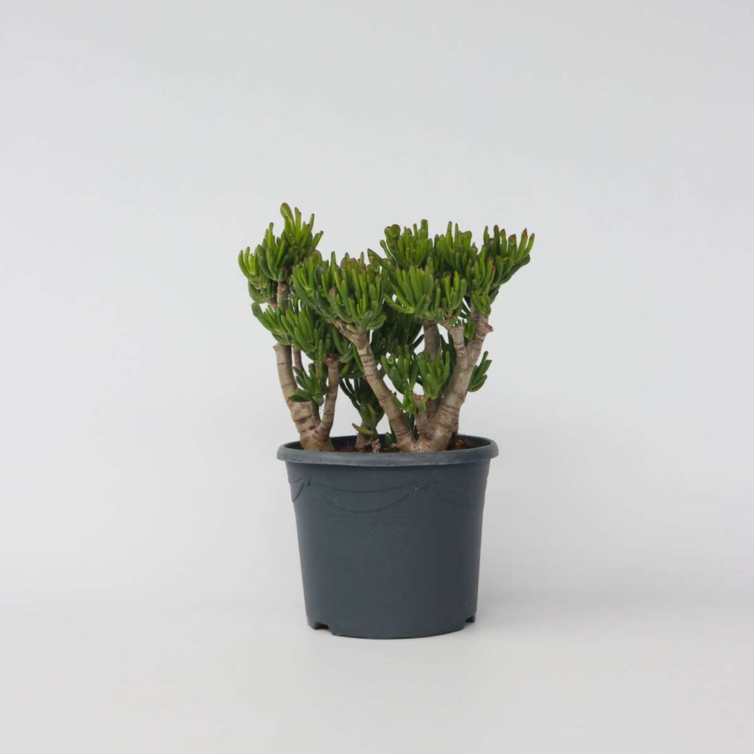 Crassula ovata Hobbit - Vetplant - Kamerplant