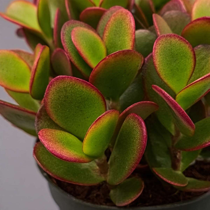Crassula ovata 'Sunset'