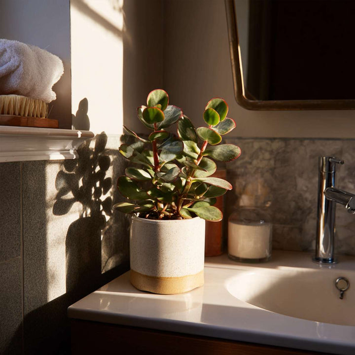 Crassula ovata 'Sunset' - Set van 2