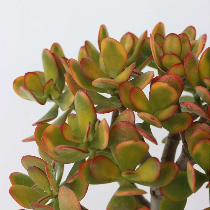 Crassula ovata Sunset - Vetplant - Kamerplant