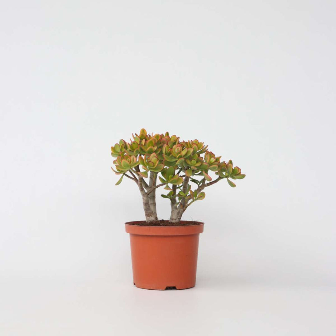 Crassula ovata Sunset - Vetplant - Kamerplant