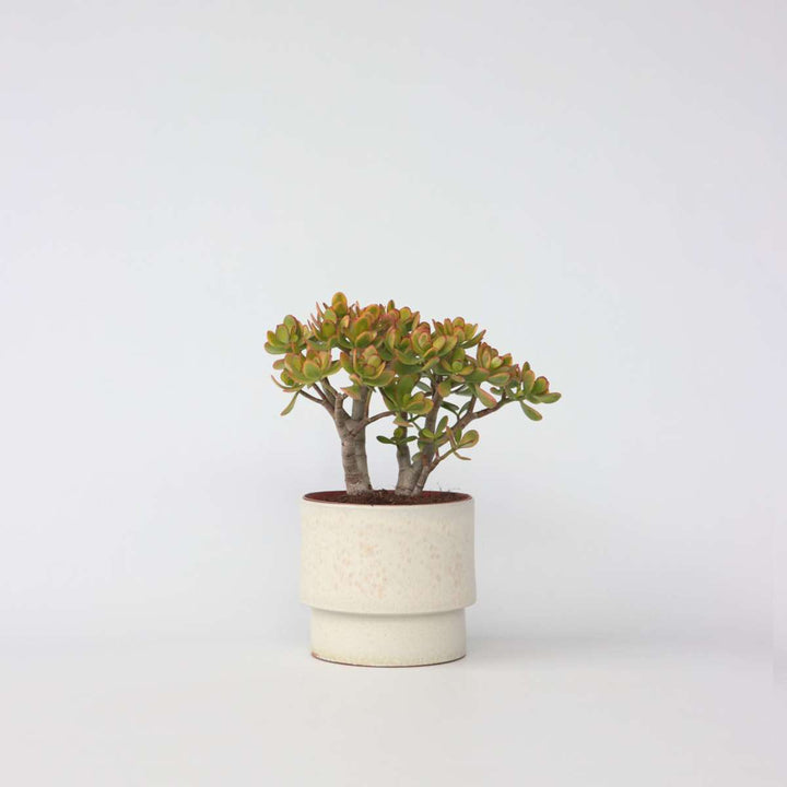 Crassula ovata Sunset - Vetplant - Kamerplant