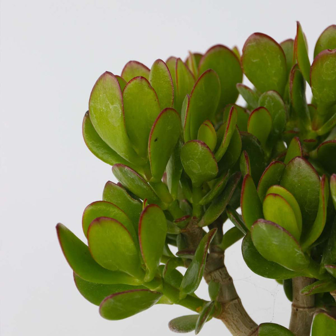 Crassula ovata 'Minor' - Set van 2