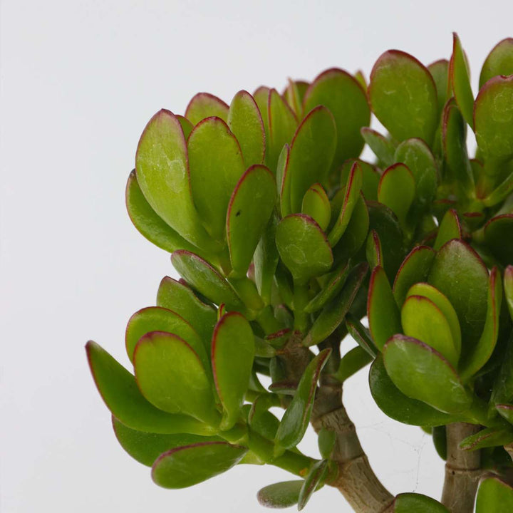Crassula ovata 'Minor' - Set van 2