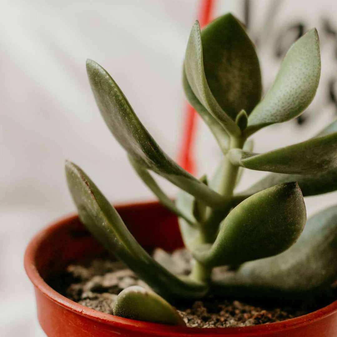 Crassula ovata 'Minor' - Set van 2