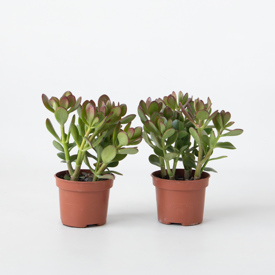Crassula ovata 'Minor' - Set van 2