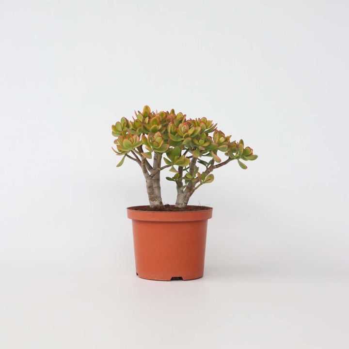 Crassula ovata Sunset - Vetplant - Kamerplant