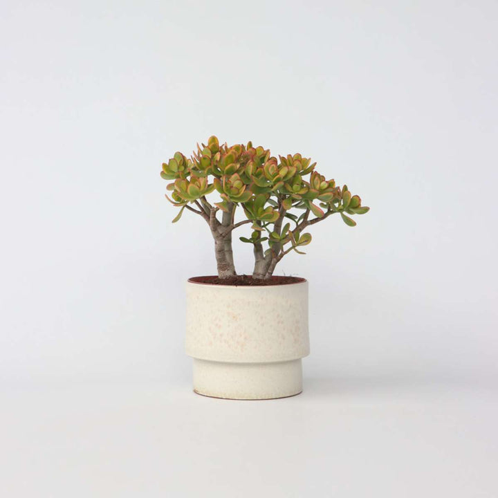 Crassula ovata Sunset - Vetplant - Kamerplant